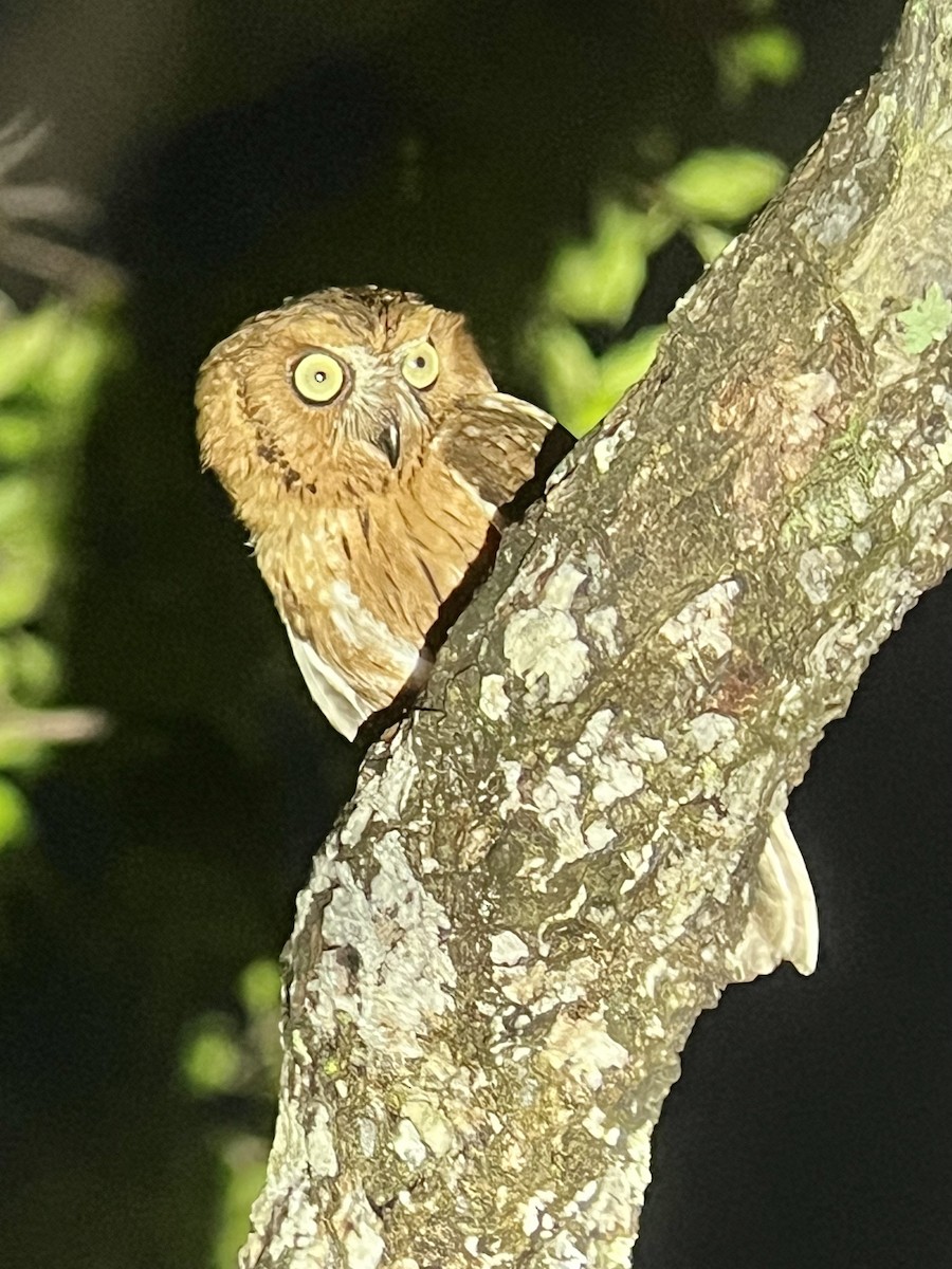 Madagascar Scops-Owl (Torotoroka) - ML645335017