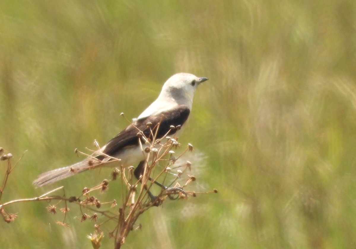 Black-and-white Monjita - ML645335035