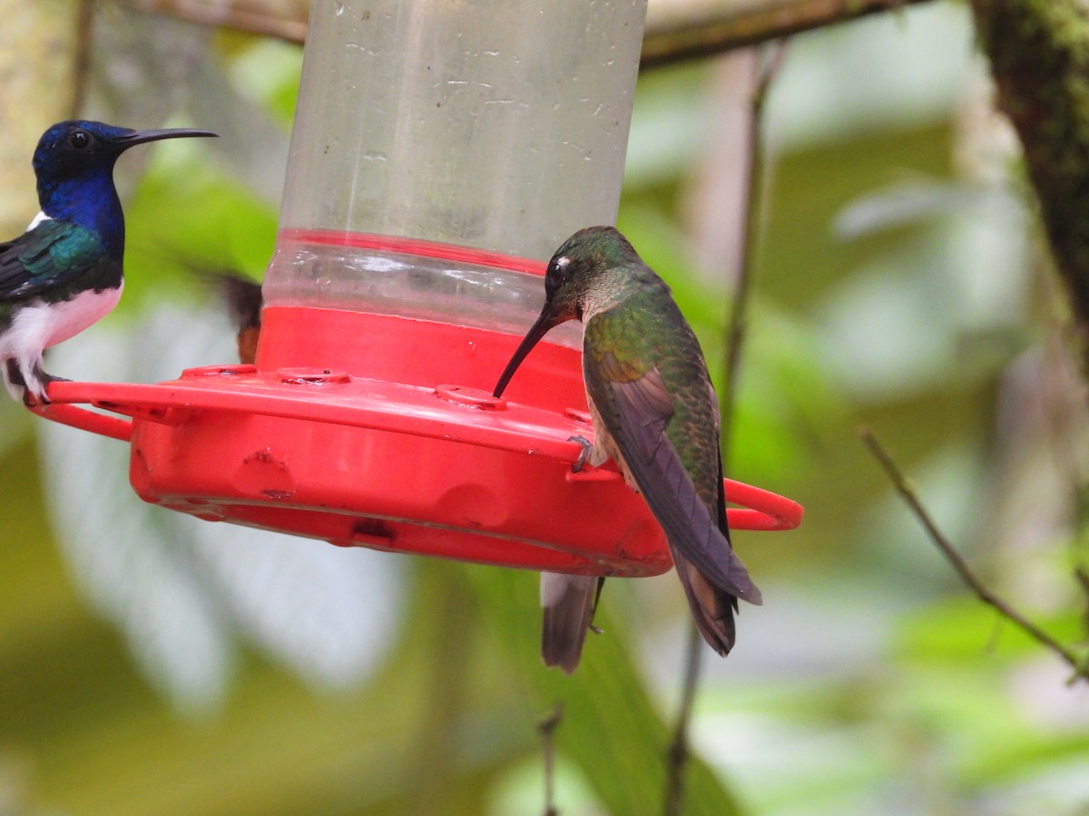 Fawn-breasted Brilliant - ML645335045