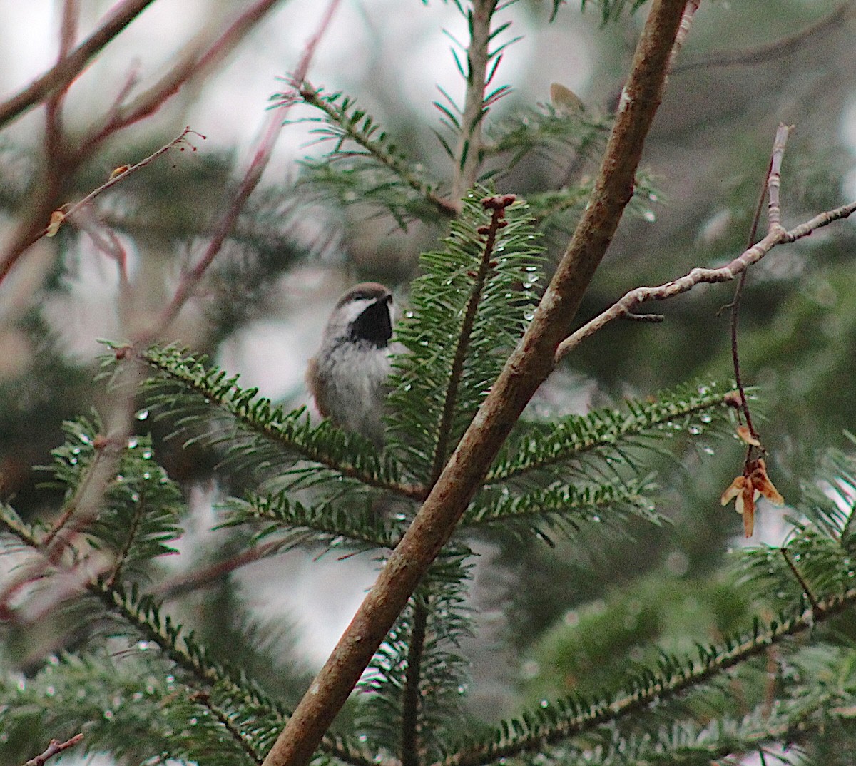 カナダコガラ - ML645335046