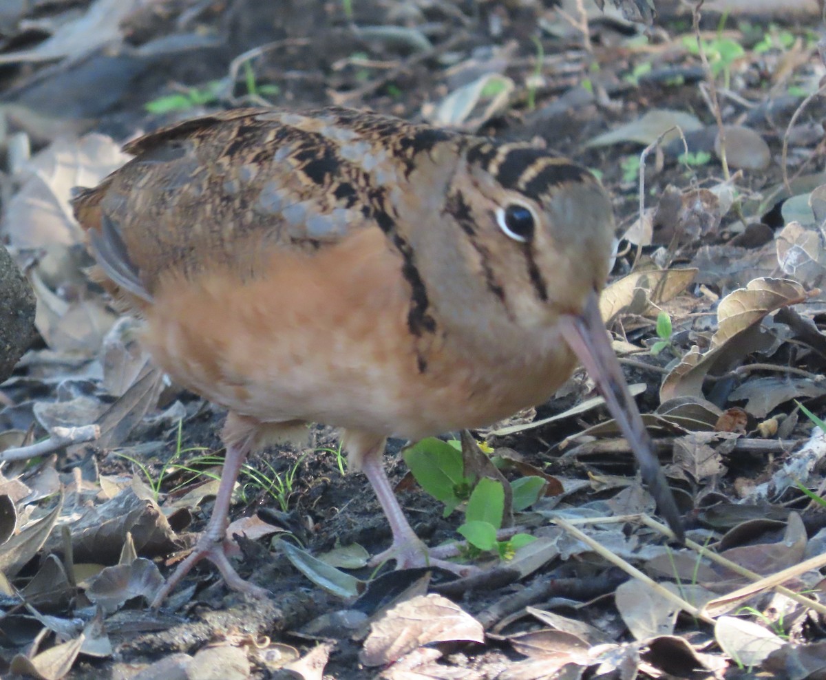 American Woodcock - ML645335052