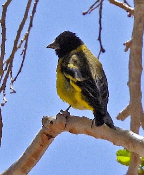 Hooded Siskin - ML645335061