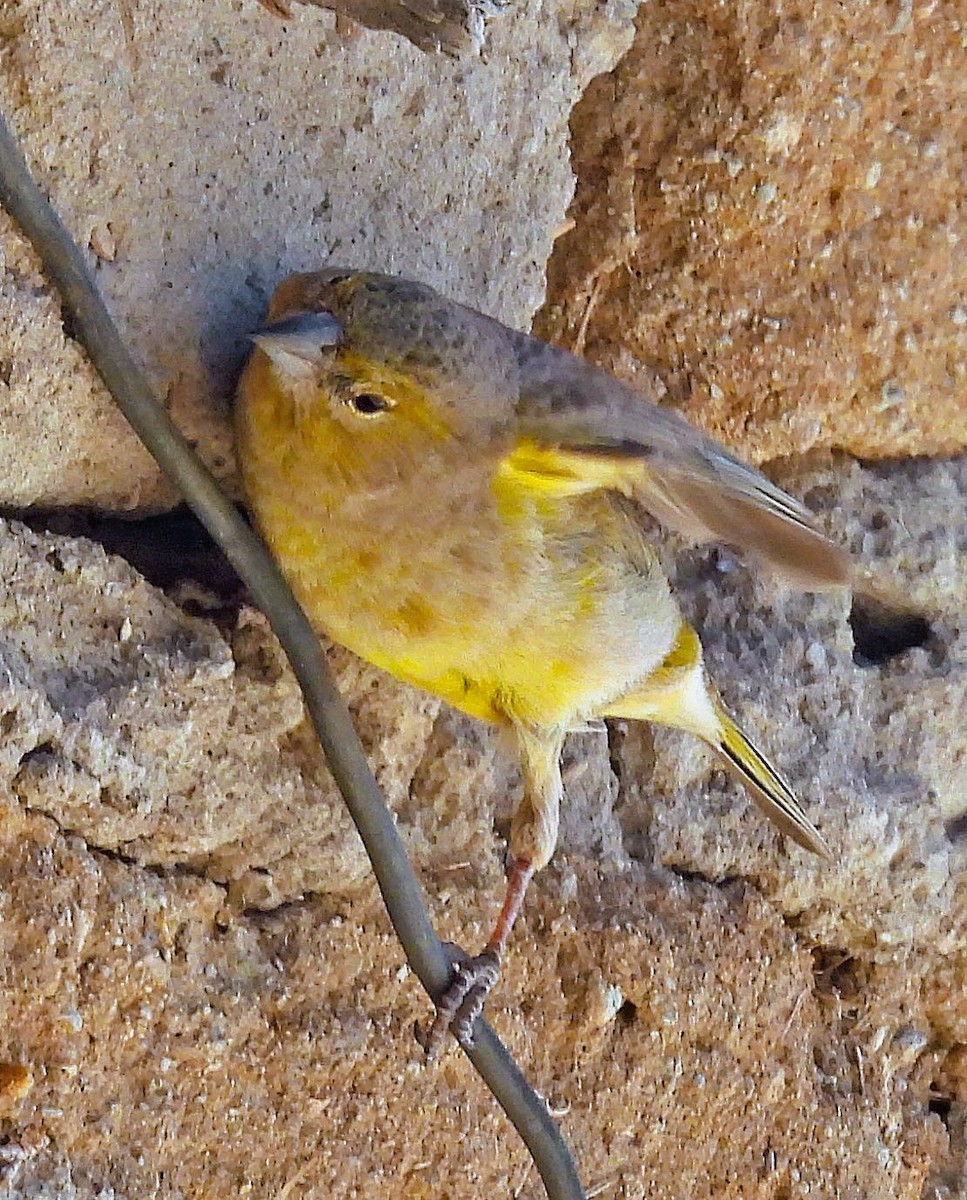Greenish Yellow-Finch - ML645335069