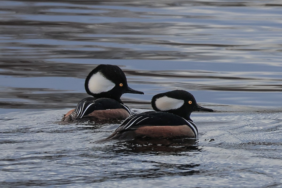 Hooded Merganser - ML645335070
