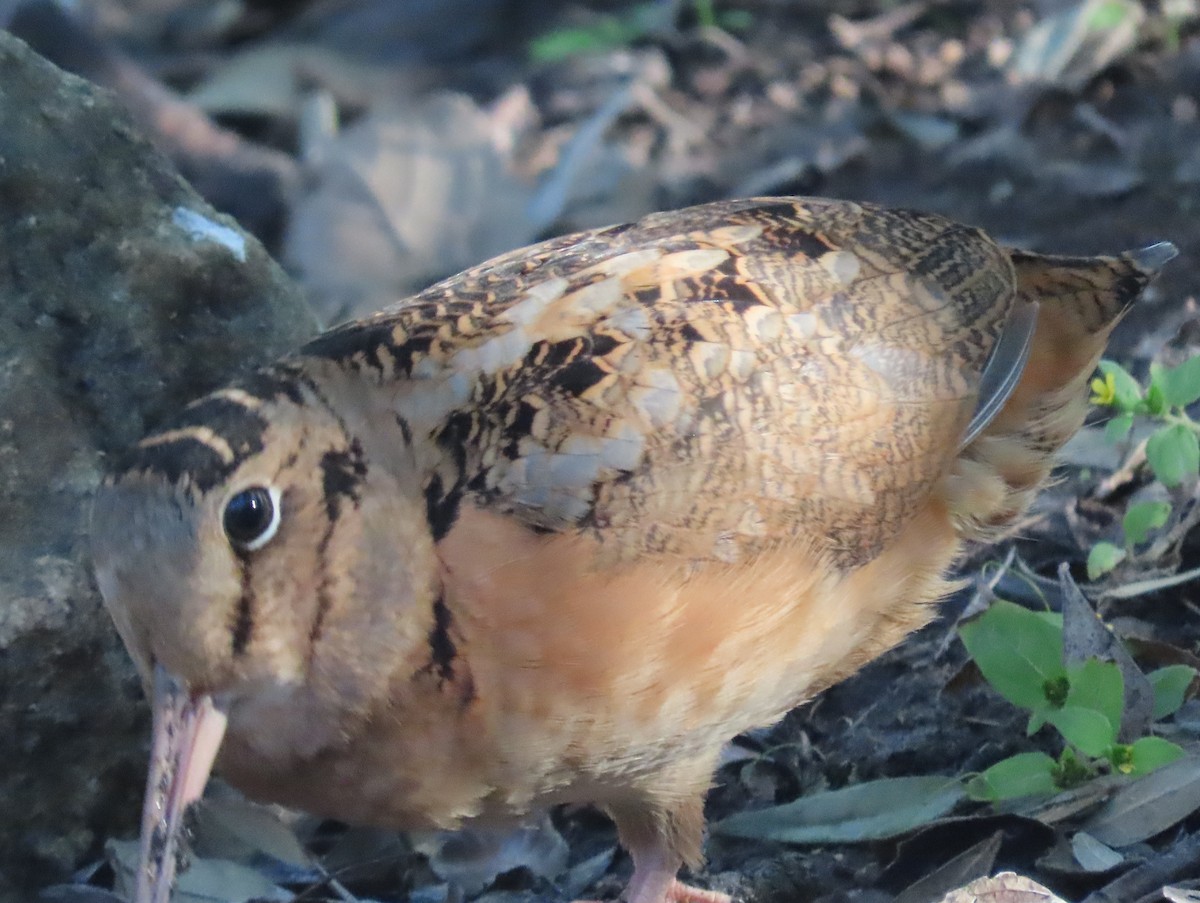 American Woodcock - ML645335085