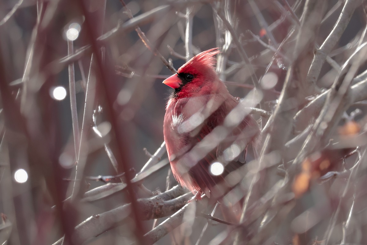 Northern Cardinal - ML645335092