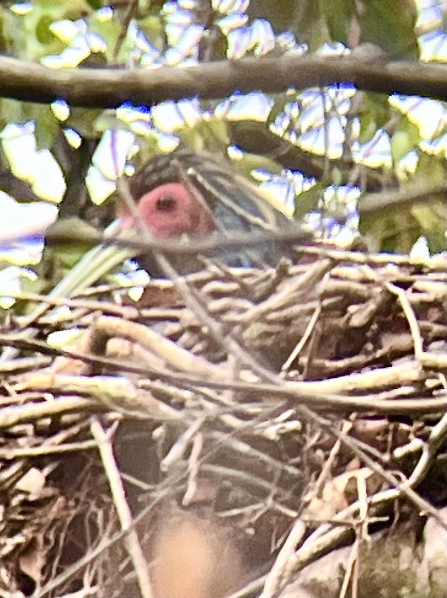 Madagascar Ibis - ML645335094