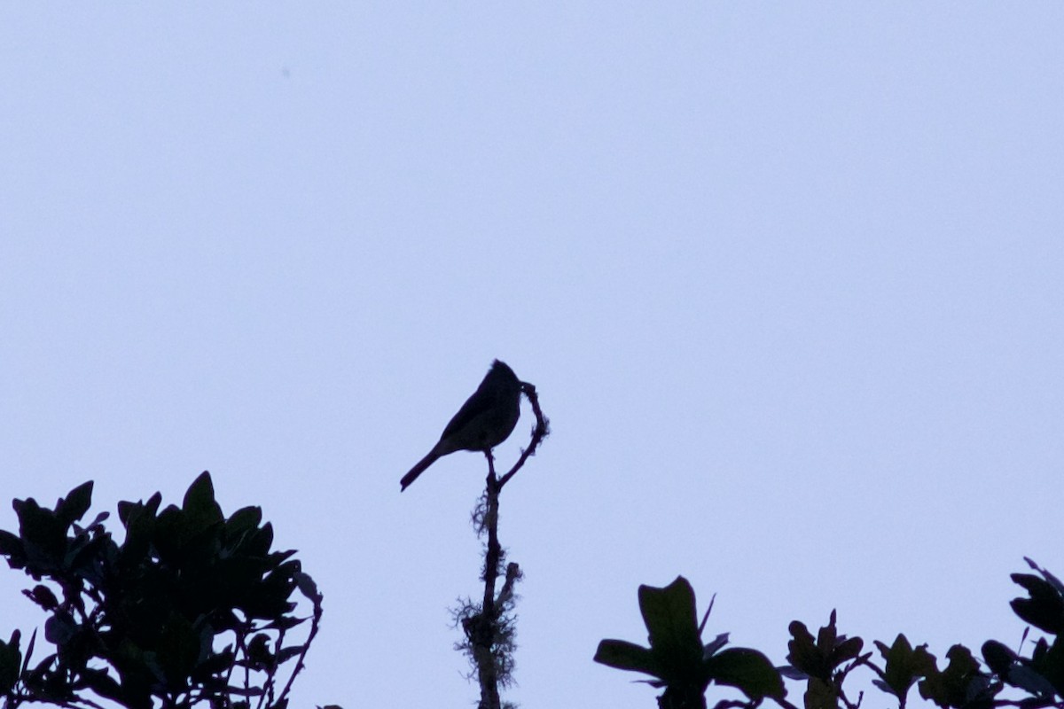 Dark Pewee - ML645335098