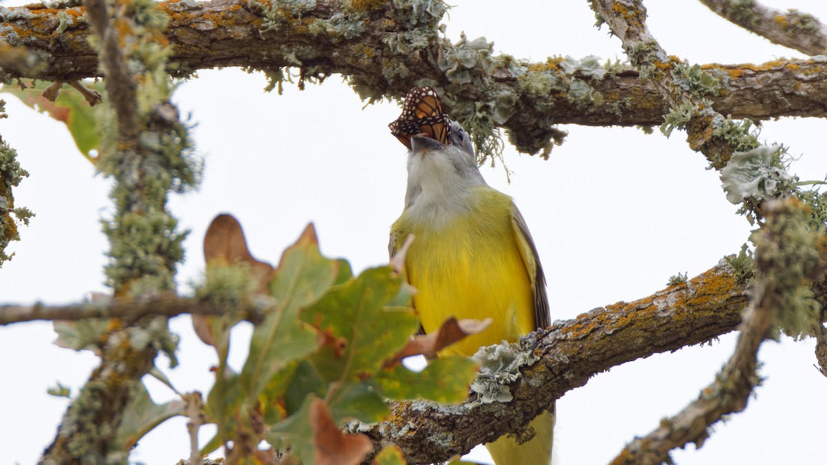 Couch's Kingbird - ML645335108
