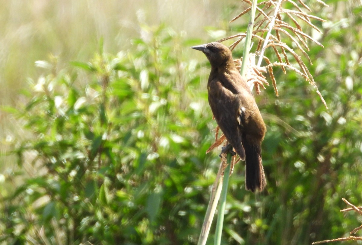 Brown-and-yellow Marshbird - ML645335115