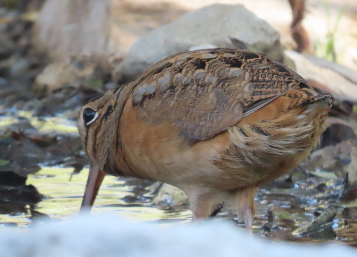 American Woodcock - ML645335129
