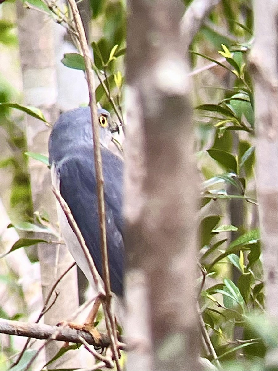 Frances's Sparrowhawk - ML645335130