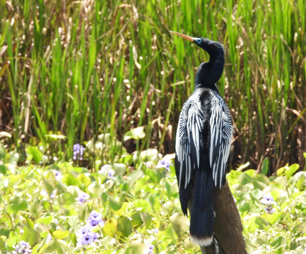 Anhinga - ML645335137