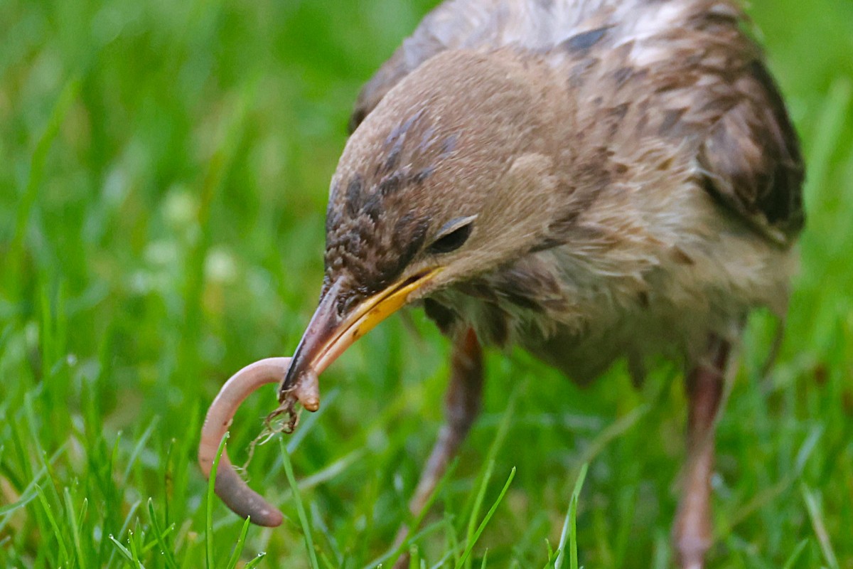Rosy Starling - ML645335147