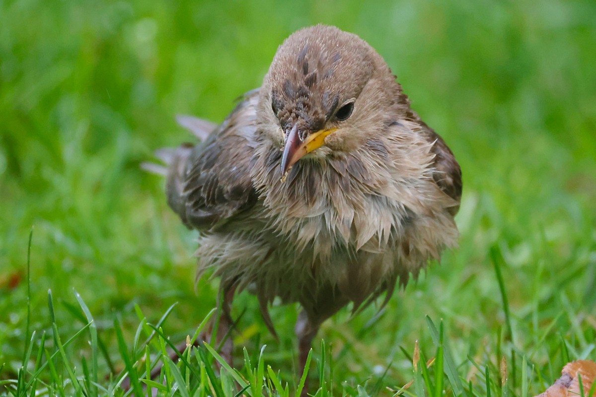 Rosy Starling - ML645335148