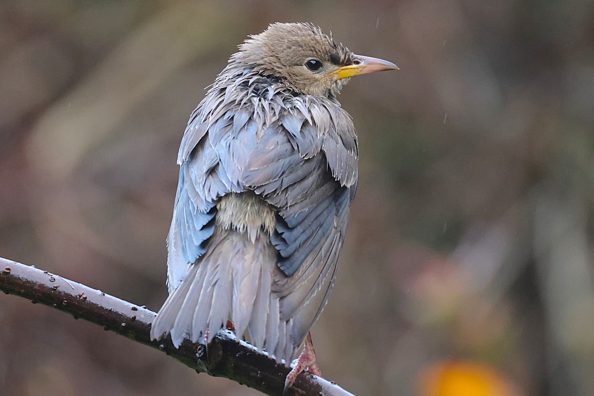 Rosy Starling - ML645335149