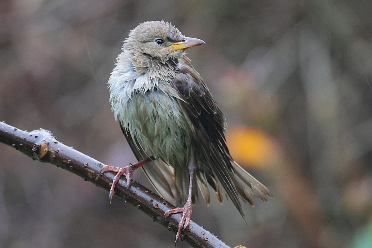 Rosy Starling - ML645335150