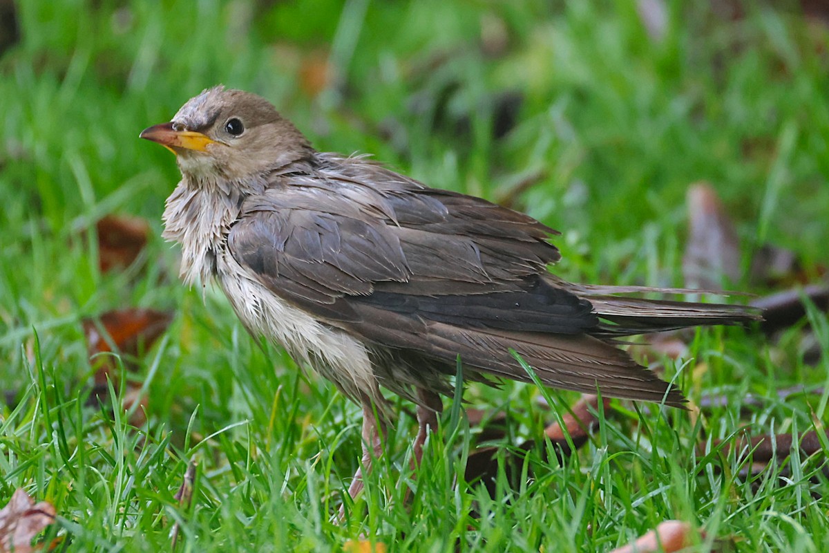 Rosy Starling - ML645335151