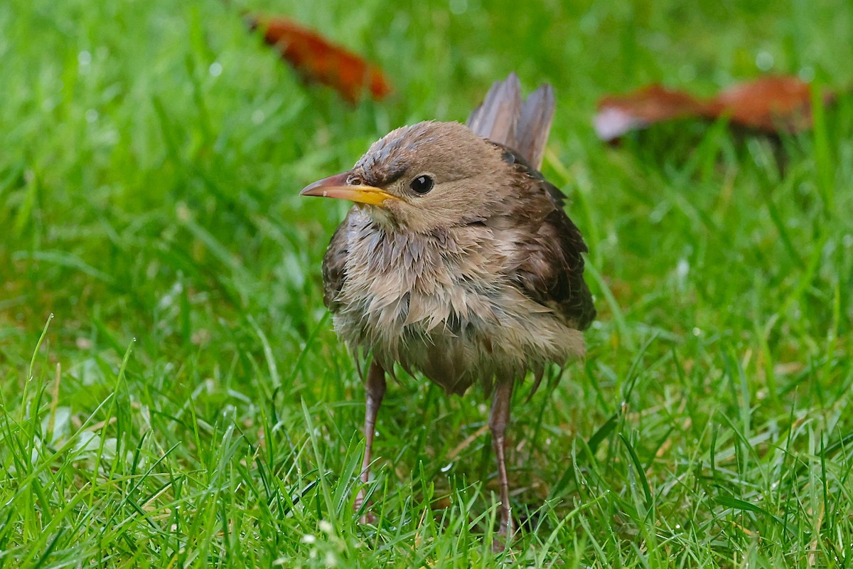 Rosy Starling - ML645335152