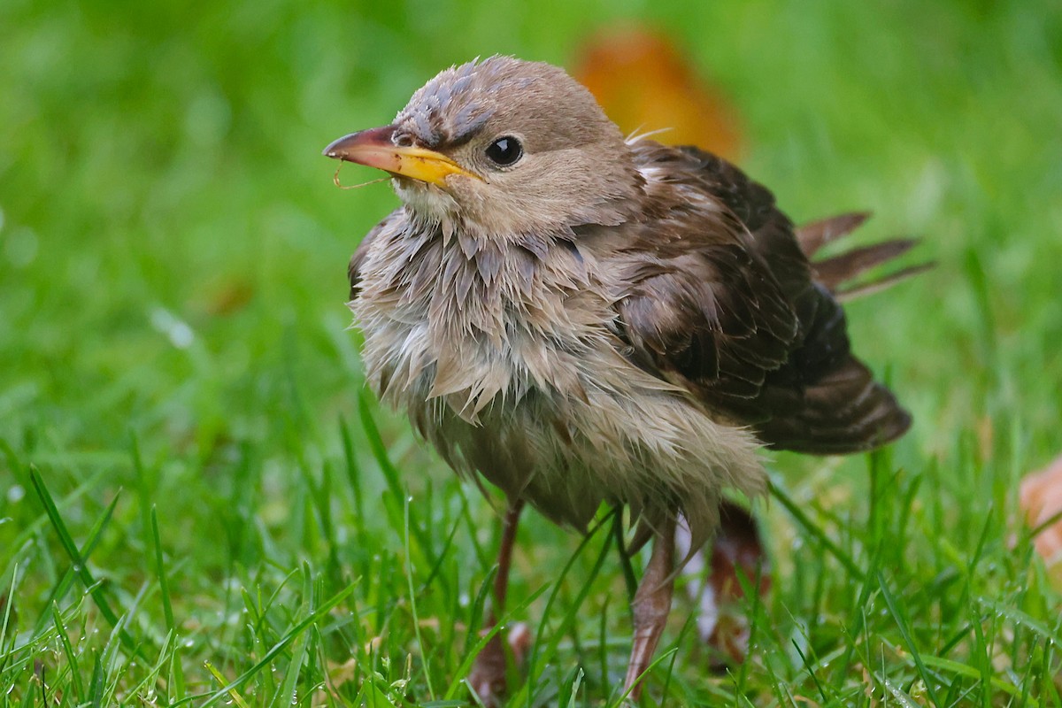 Rosy Starling - ML645335153