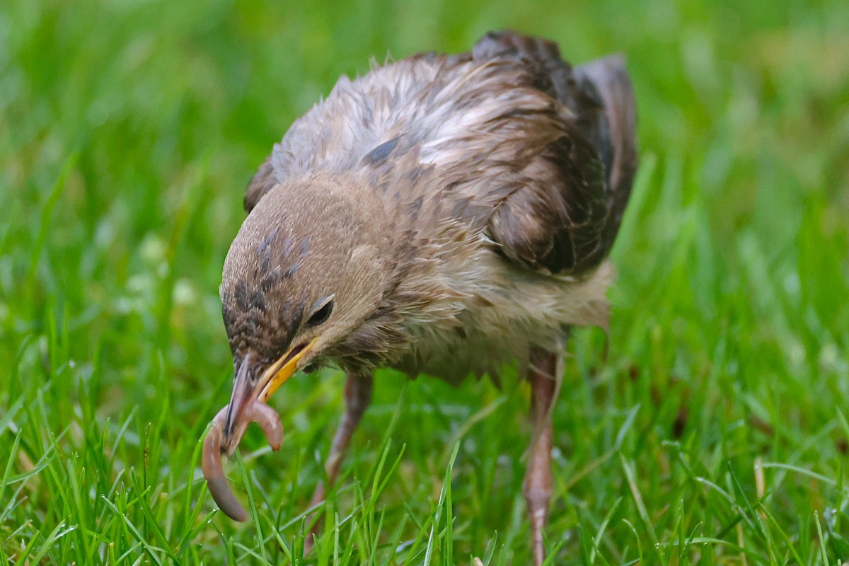 Rosy Starling - ML645335154