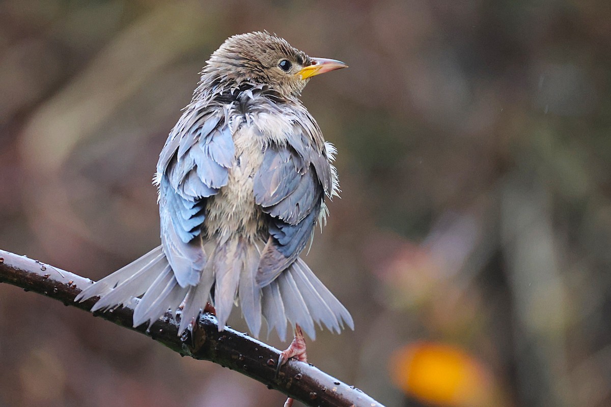 Rosy Starling - ML645335155
