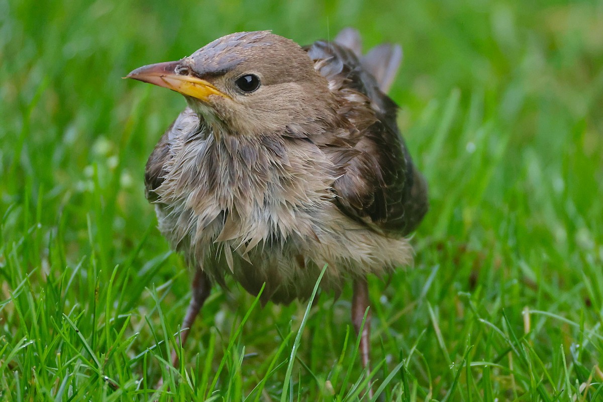 Rosy Starling - ML645335156