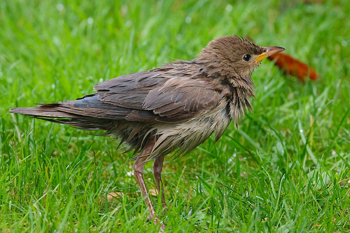 Rosy Starling - ML645335157