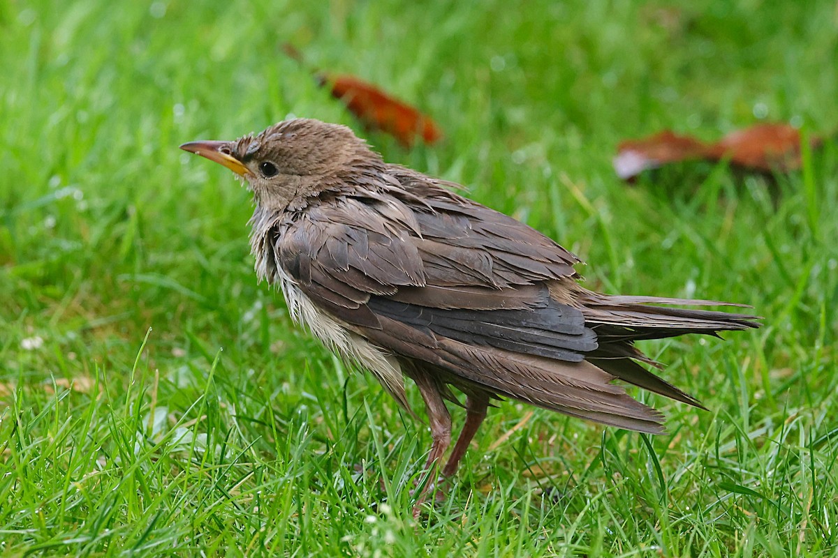 Rosy Starling - ML645335158
