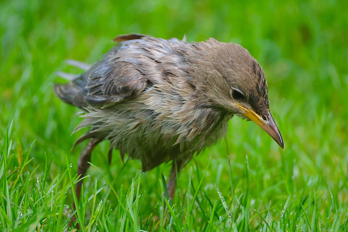 Rosy Starling - ML645335159