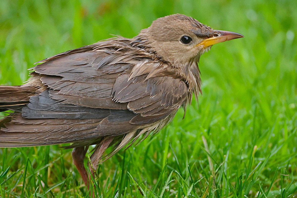 Rosy Starling - ML645335160