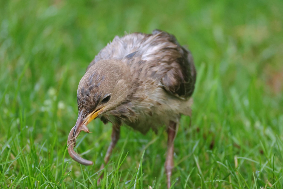 Rosy Starling - ML645335161