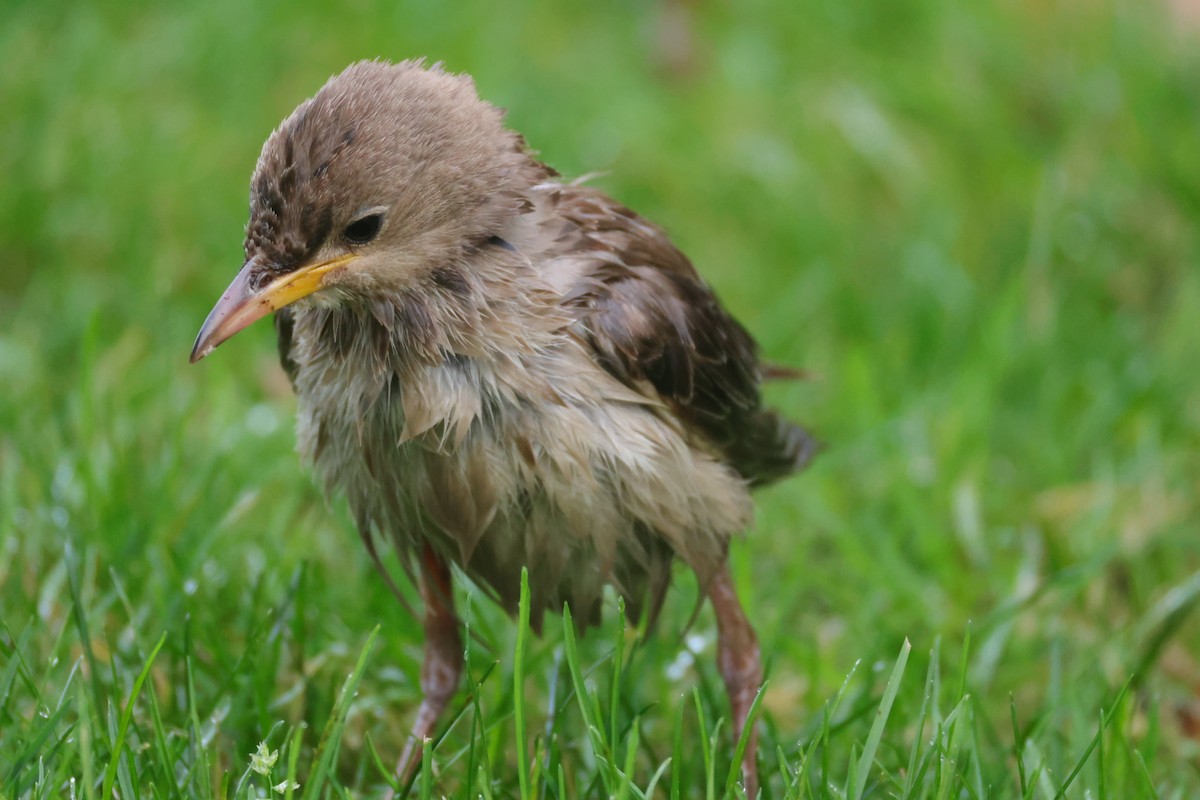 Rosy Starling - ML645335162