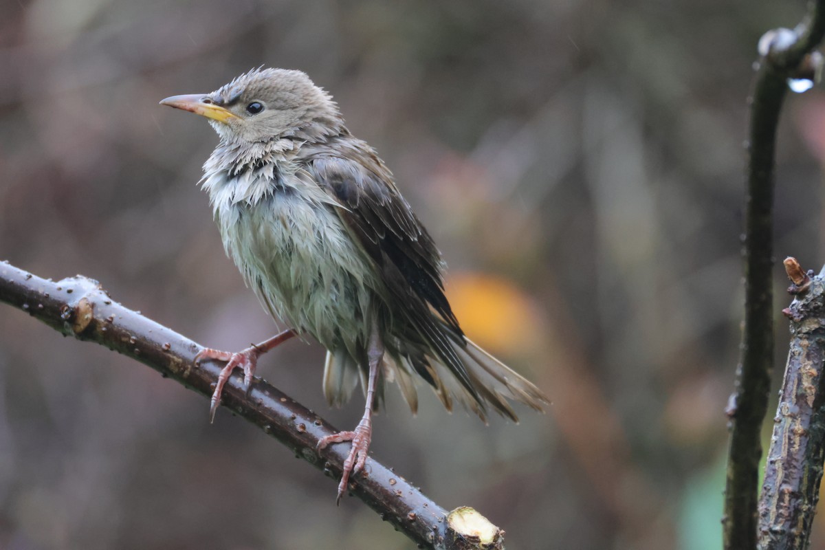 Rosy Starling - ML645335163