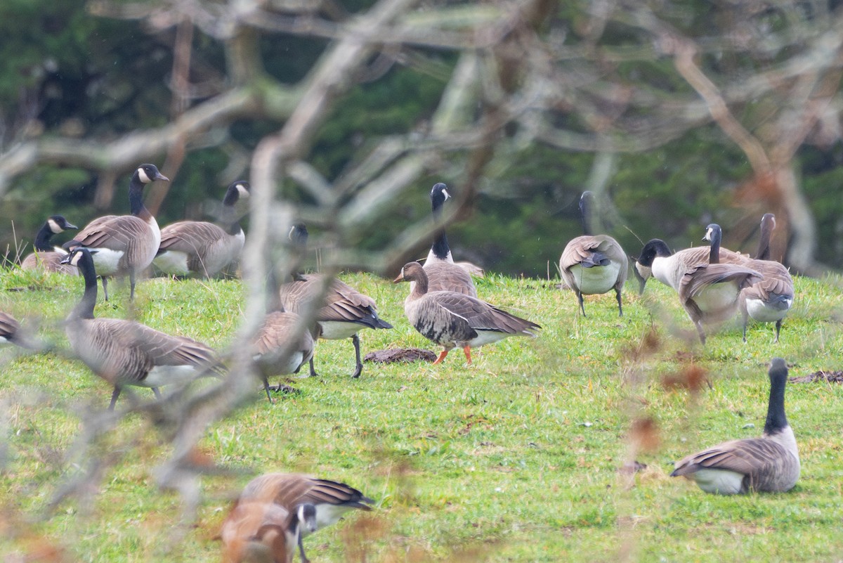 Greater White-fronted Goose - ML645335172