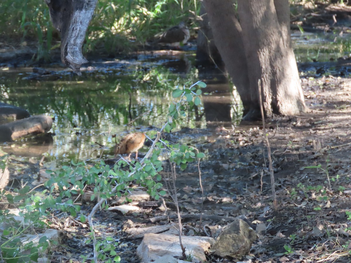 American Woodcock - ML645335187