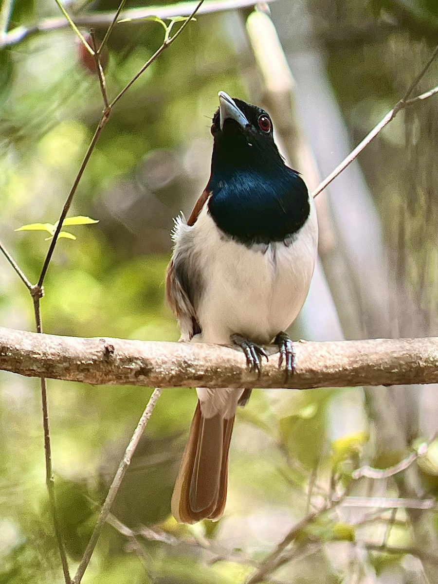 Rufous Vanga - ML645335199