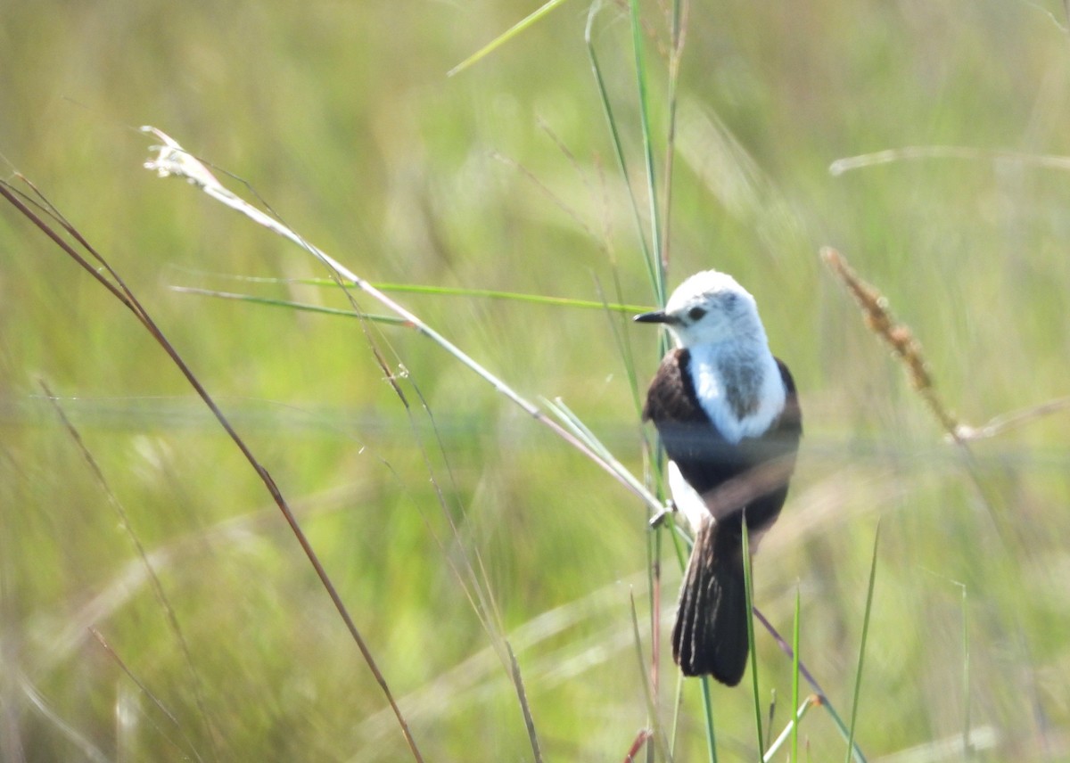 Black-and-white Monjita - ML645335201