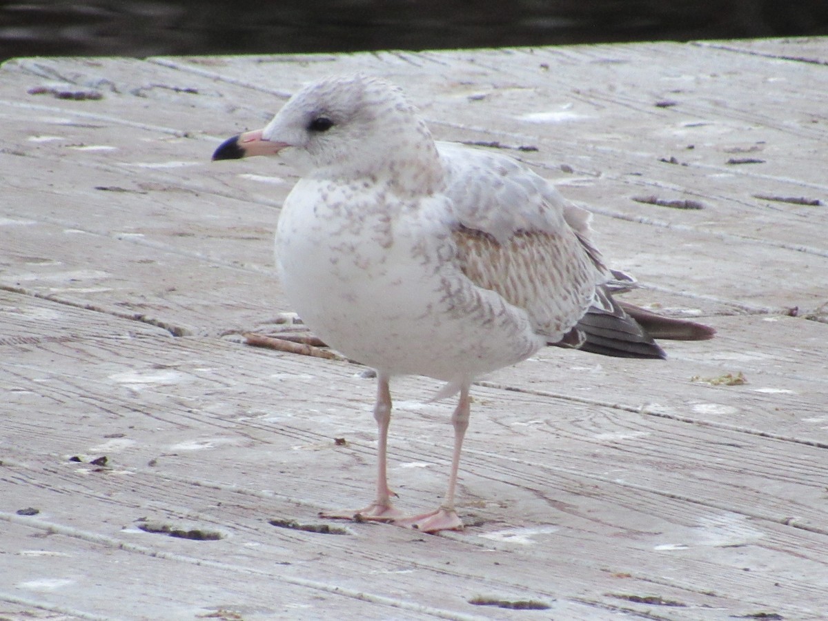 Ring-billed Gull - ML645335202