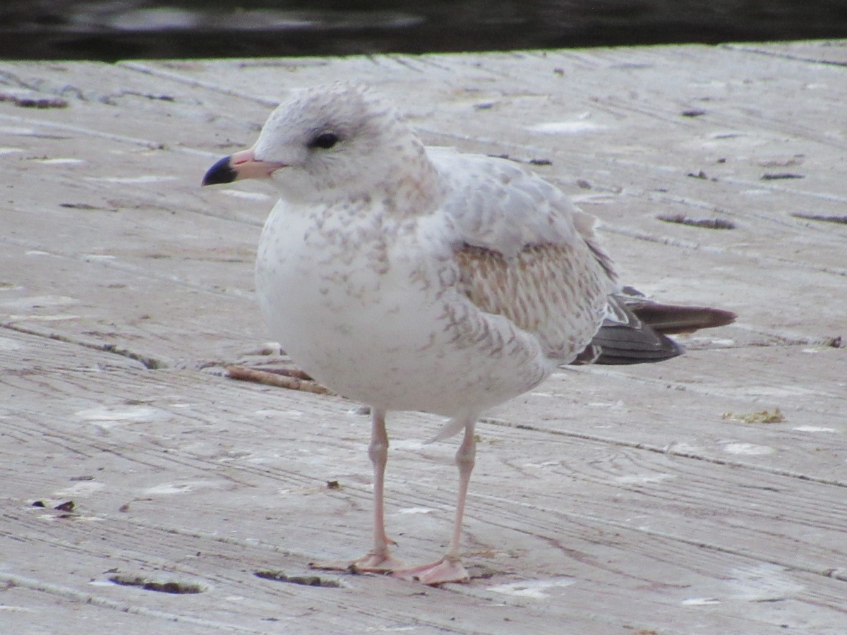 Ring-billed Gull - ML645335203
