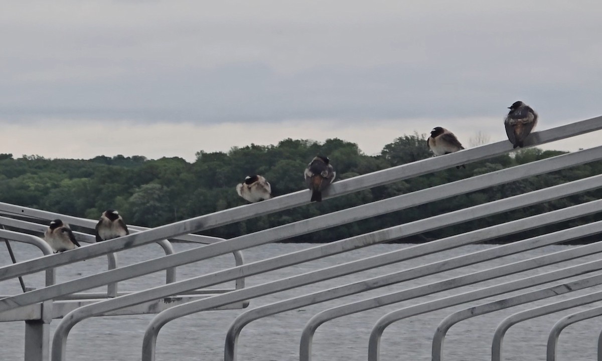 סנונית אמריקנית - ML645335233