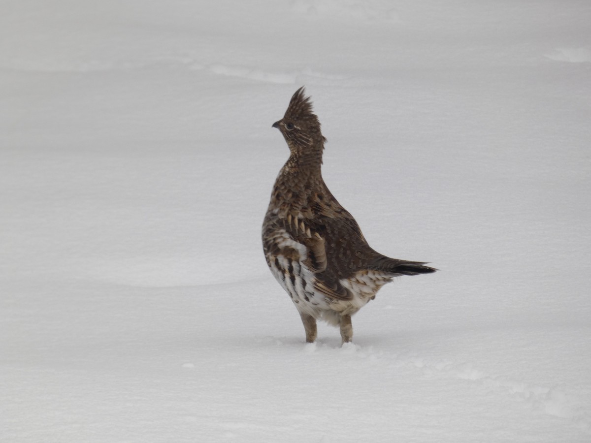 jeřábek kanadský - ML645335238