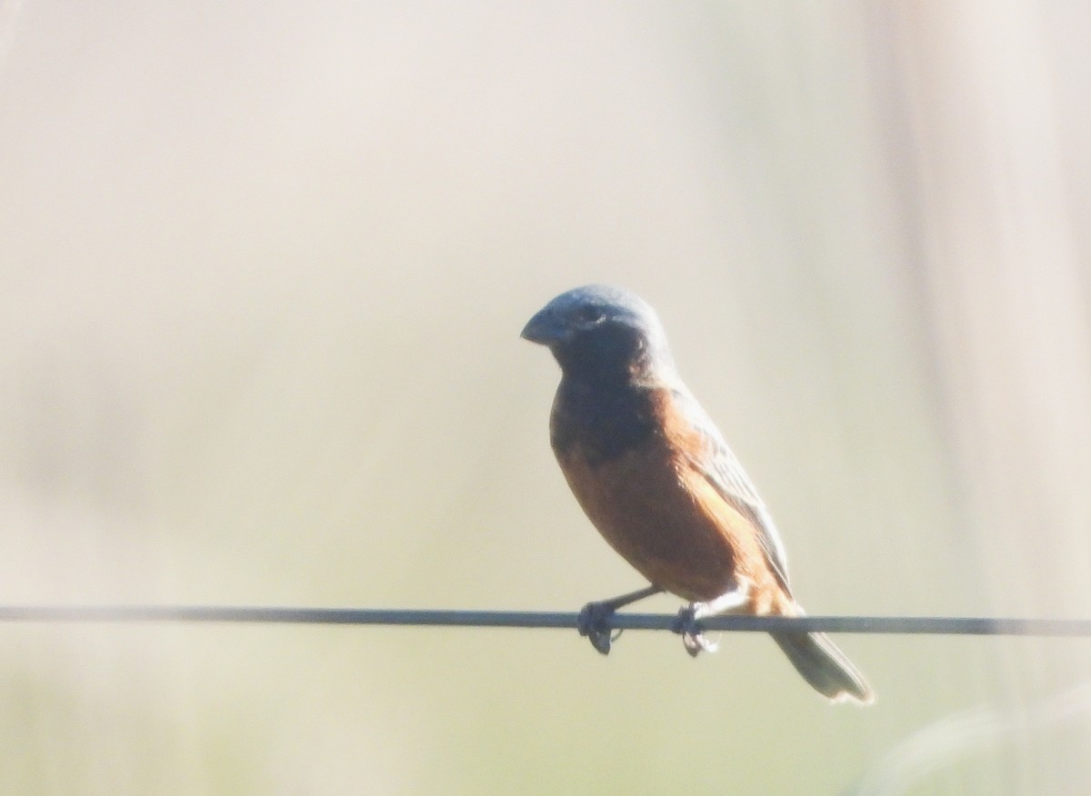 Dark-throated Seedeater - ML645335260