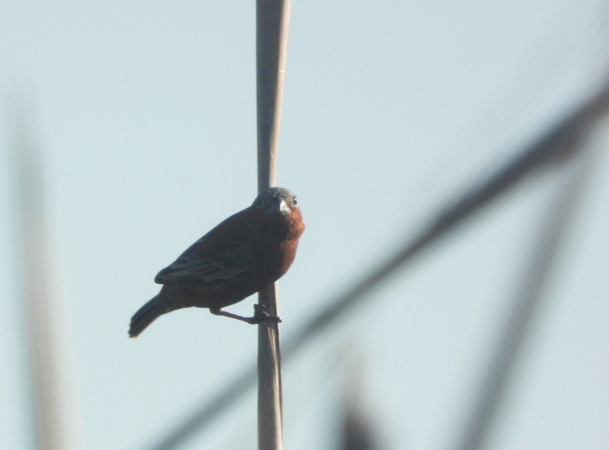 Chestnut Seedeater - ML645335271