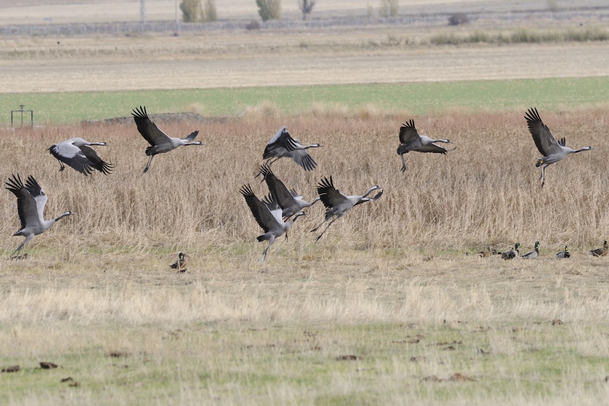 Common Crane - ML645335272