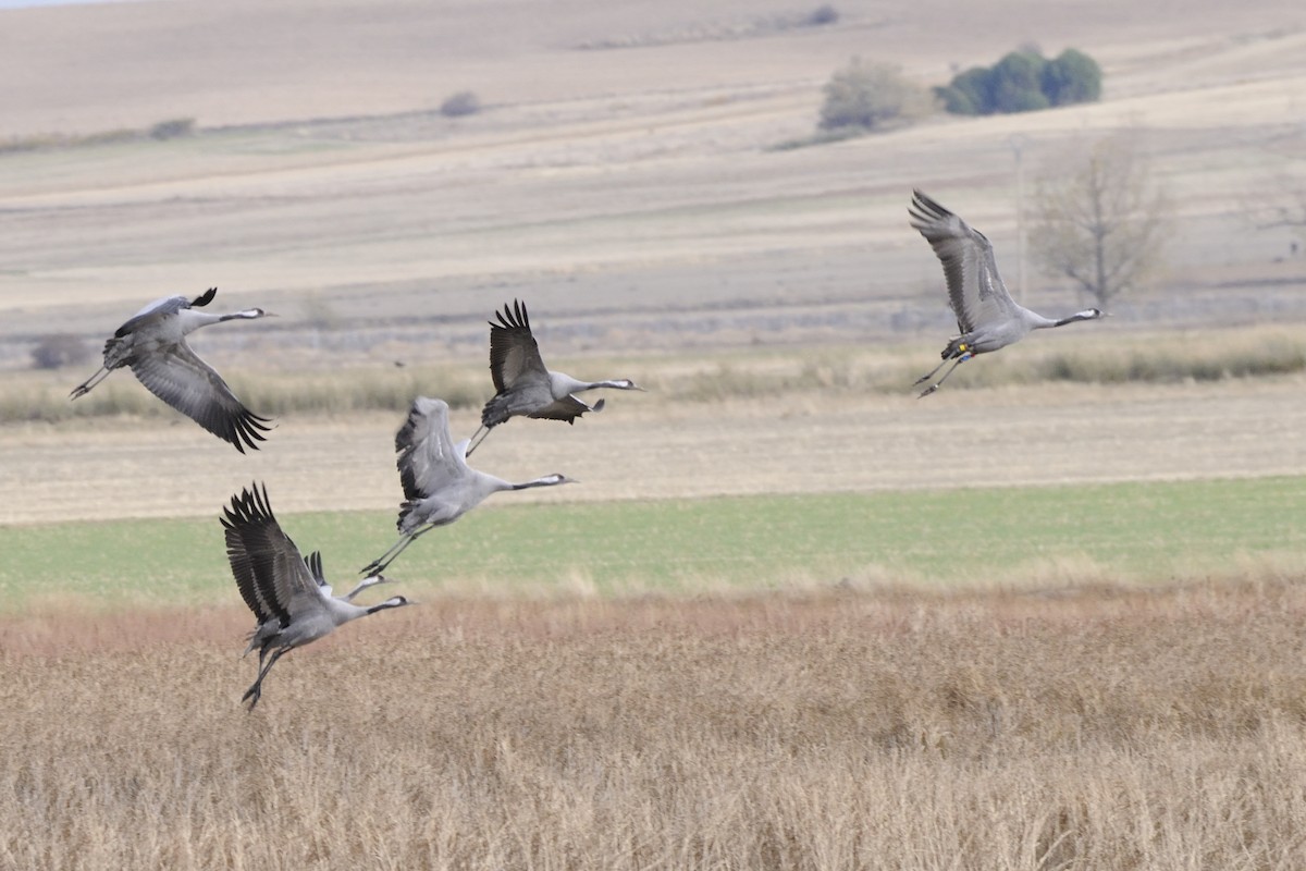 Common Crane - ML645335278