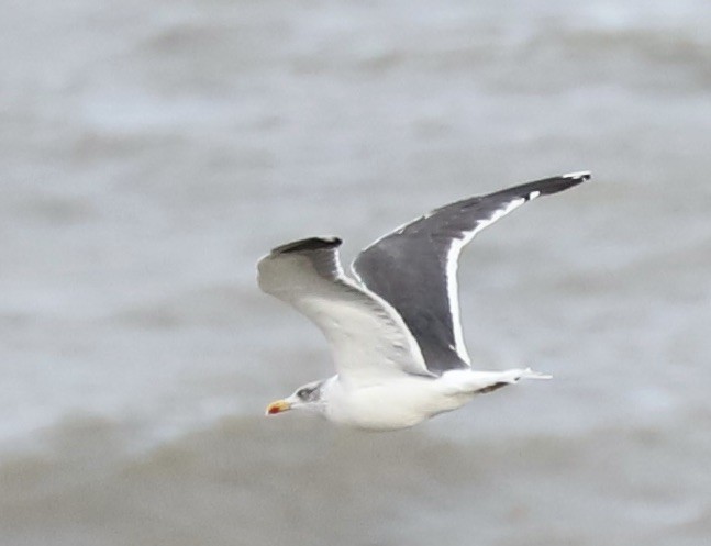 小黑背鷗 - ML645335310