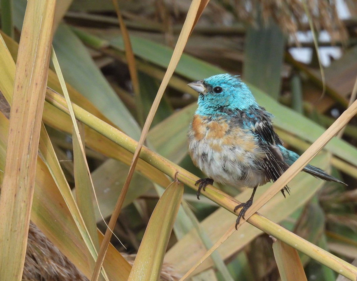 Lazuli Bunting - ML645335312