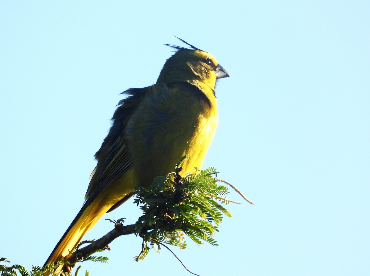 Yellow Cardinal - ML645335314
