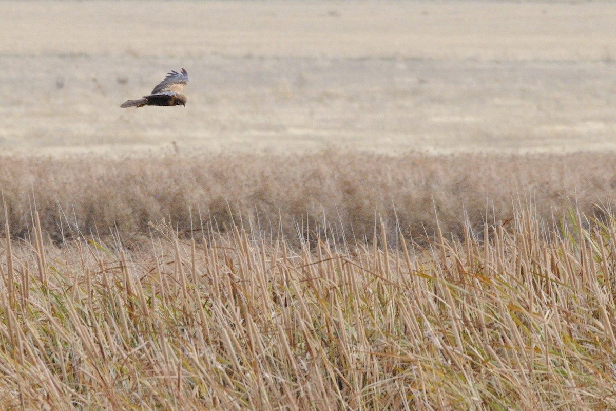 Western Marsh Harrier - ML645335315